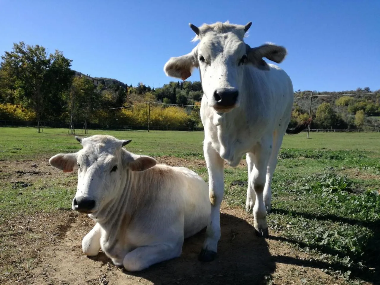 Alloggio per agriturismo Agriturismo Fattoria La Palagina Villa Figline Valdarno Italia